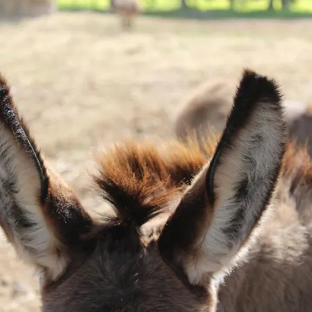 Çiftlik konaklama Silis